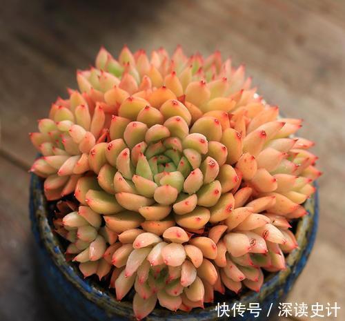 此款易爆盆多肉，长出状态美得不像话，适合新手！