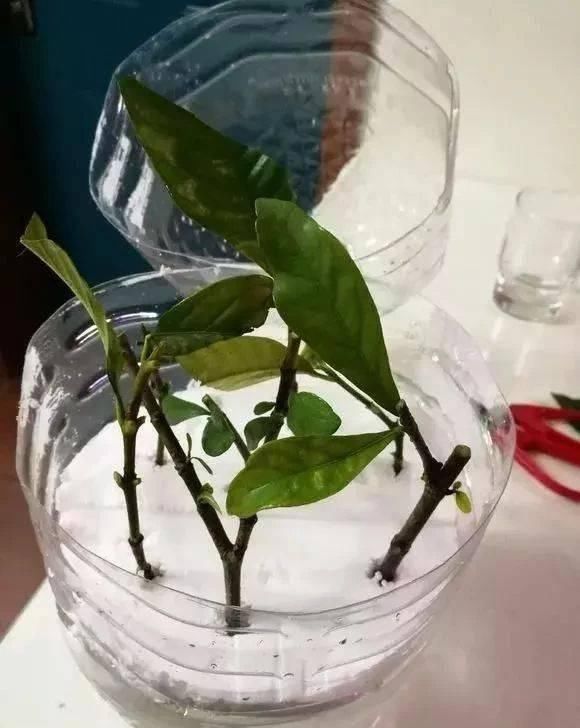 做芽苗菜|家里的塑料油桶别扔,有3个“妙用”,种菜效率高,扦插生根快