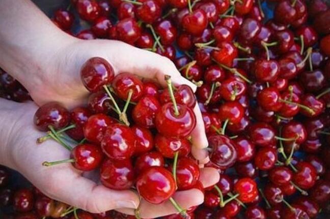 好处|孕妇可以吃樱桃吗吃樱桃的好处要知道,并非补铁补血那么简单