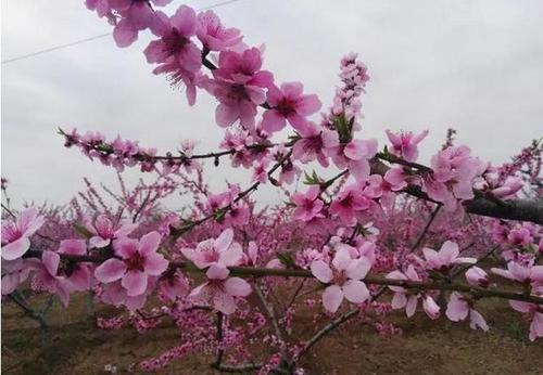  灌木花卉|有个小院子，定要种上6种花，皮实又好养，长成传家宝！