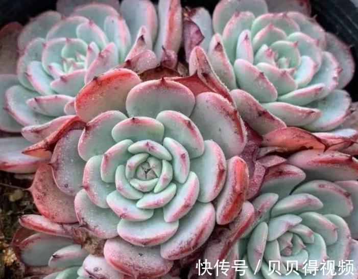 好养的多肉劳伦斯