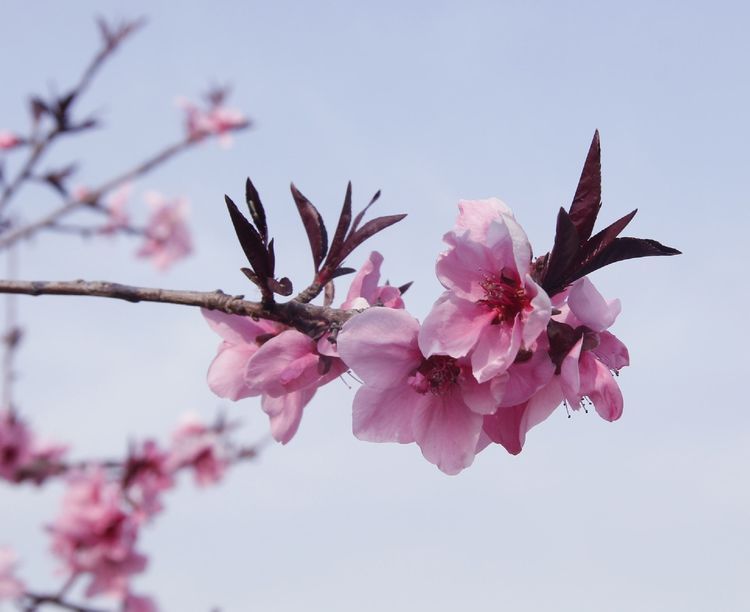 榆山街道：黄河岸边的“花世界”