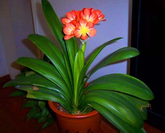 葡萄酒|秋天养君子兰,5件事越早做越好,叶片整齐油绿光亮,冬天开爆盆