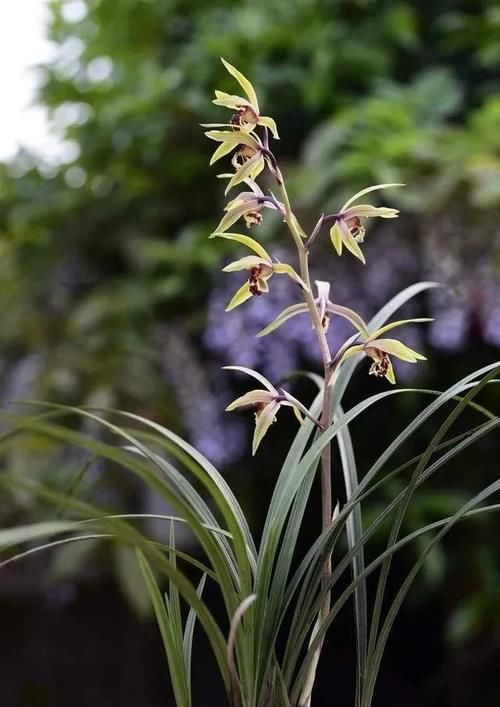 兰花只发芽不长根，究竟是什么原因？原因很简单，治理也不难