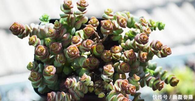 净化|家里养这4种植物，旺财镇宅，净化空气又好看，养一盆特别值