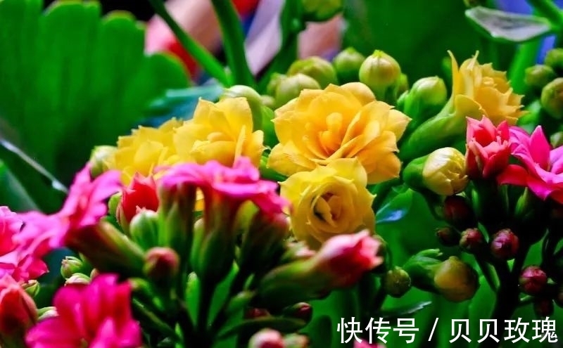 长寿花不好养,这样嫁接,以后不烂根,不黑腐,花开多爆盆