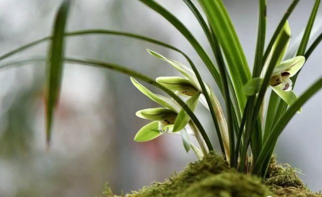 叶面肥|兰花怎么施肥?简单实用的4种方法,养好兰花不再难