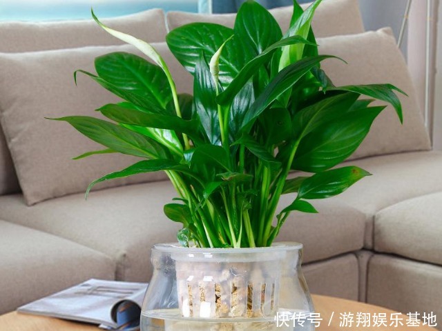 人体健康|国际生物多样性日,哪些植物对人体健康最好4种植物最吸有害物