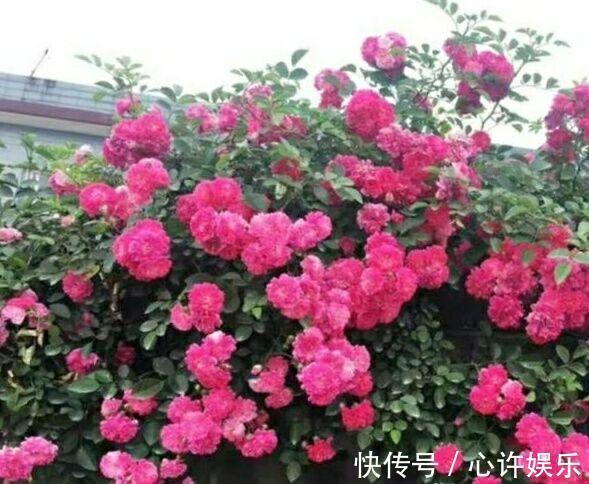 我国“极品”香花,花开200天不落,少抽两包烟,也要种2棵
