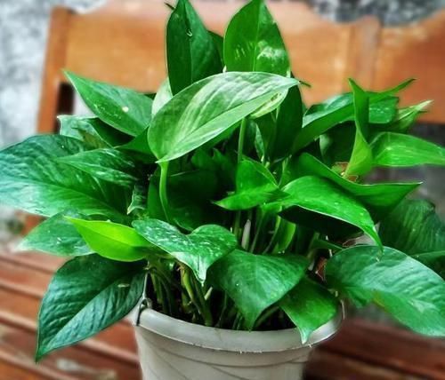 浇花|香蕉皮，作为天然有机肥，“酵一酵”养花，有这5大妙用