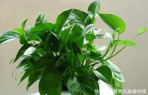 阿司匹林|什么黄豆水、淘米水都不如一粒药片,用来养花,无异味,养啥旺啥