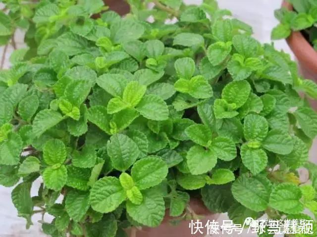 龙血树|这6种花是“天然净化器”,家中养1盆,潜伏的甲醛也会吸干净!