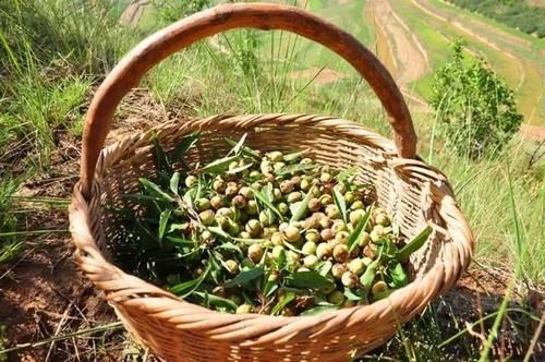  吃起来非常|这野果子全身毛茸茸的，必须把毛除掉才能吃，你吃过吗？