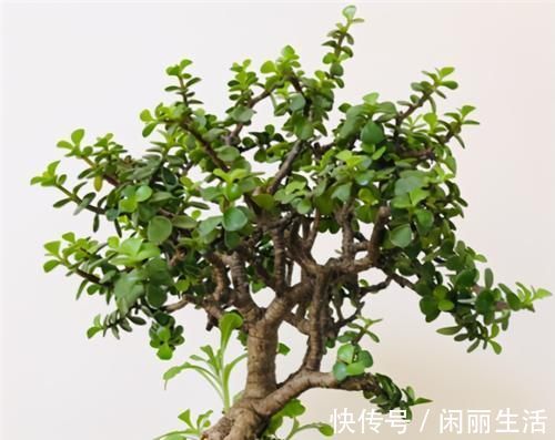 养金枝玉叶,年年都要剪,养成盆景价更高,越老越值钱