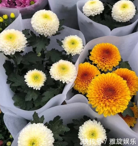 养花就养这四款,花开艳丽如火似血,枝繁叶茂,傲骨映寒,美