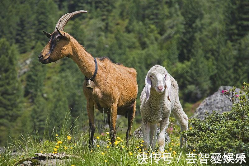 横财|生肖属羊人，在8月里，喜事接二连三，横财多多，金银满地