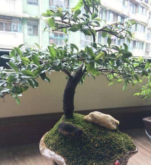 “1种树”不怕寒冬,在12月份中旬种植,6年后就值钱,观赏价值高