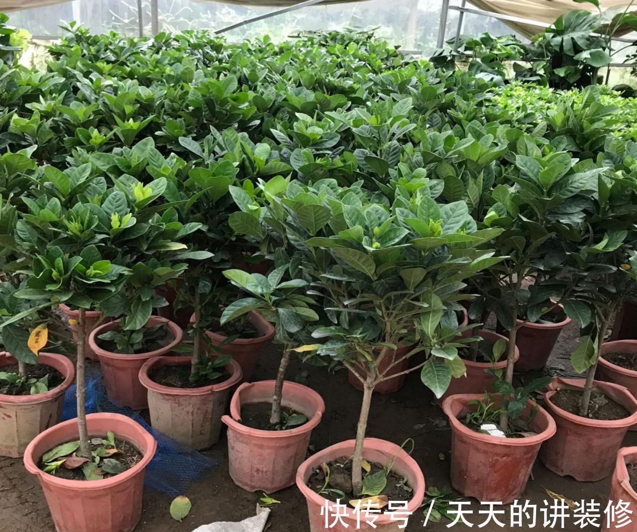 浇花|一款容易被人无视的养花神器，草叶，有4种用法能取代肥料使