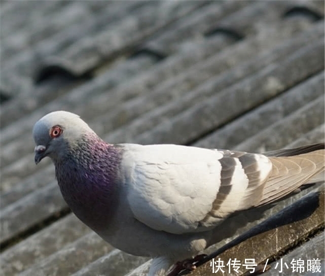 鸽子汤|俗话说“一鸽胜九鸡”，营养师：不管好坏，3类人都少吃鸽子