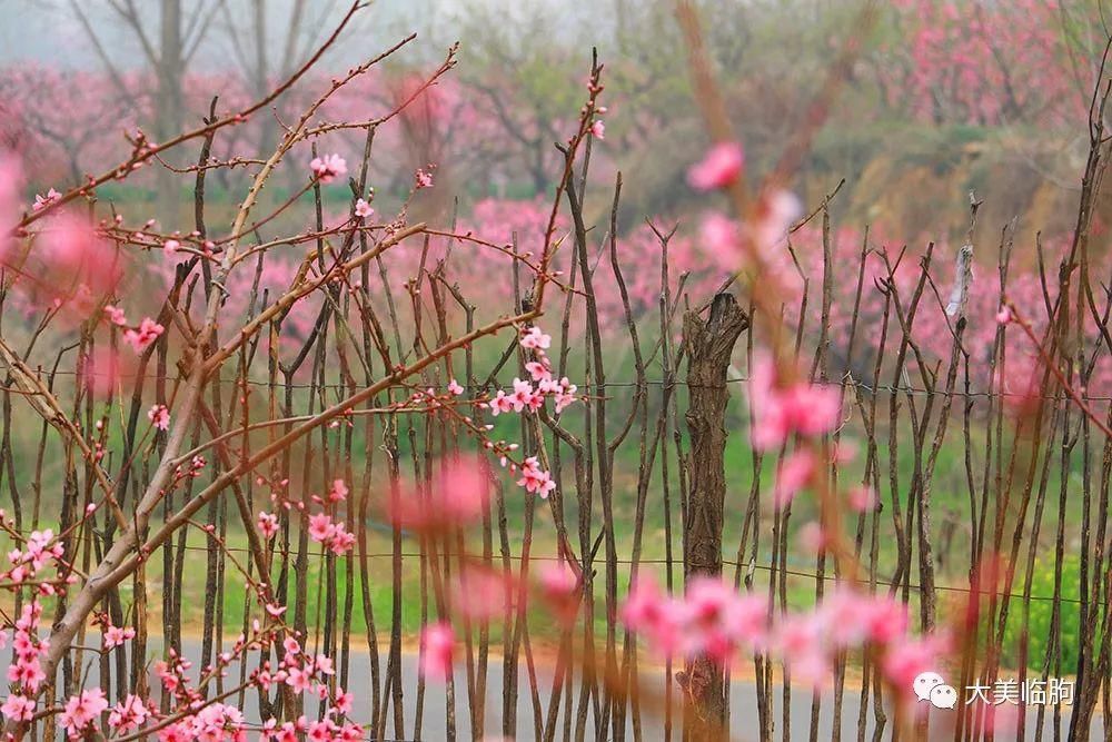 桃花|一树桃花入梦来