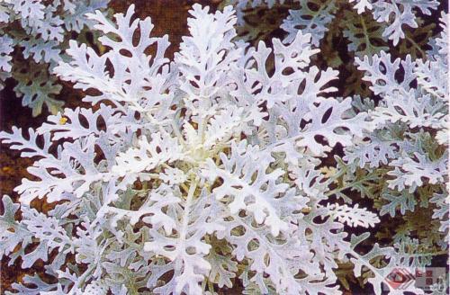 此花是散落在草丛中银色的铠甲，在烈日照耀下闪闪发光，威严壮丽