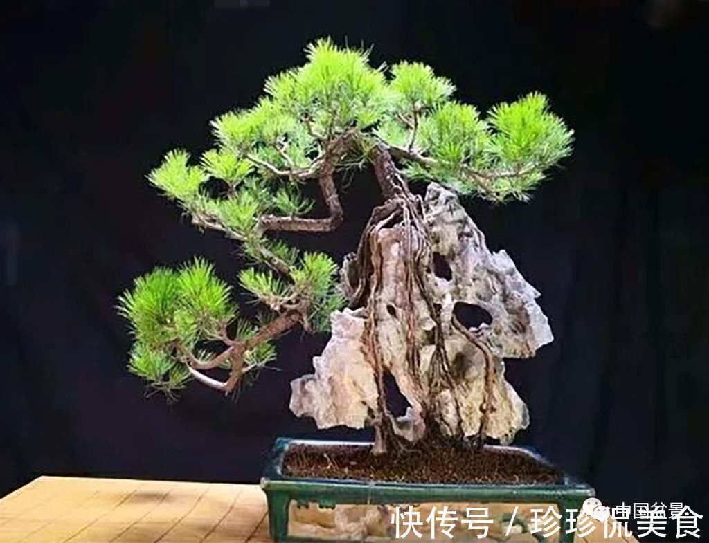 盆景|极品附石山松盆景,见过的人都忍不住竖起大拇指!