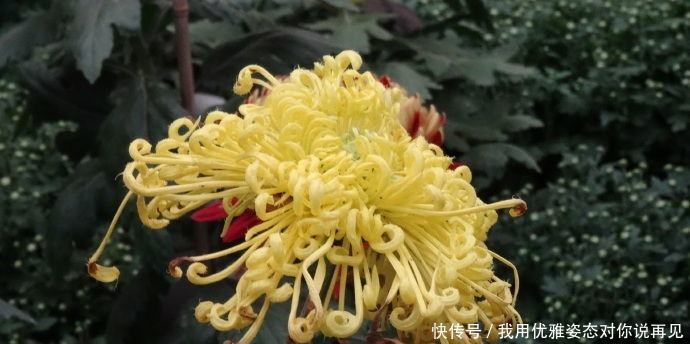 优雅|喜欢菊花,不如养盆优良名菊“金凤还巢”,似金凤飞舞,高贵优雅