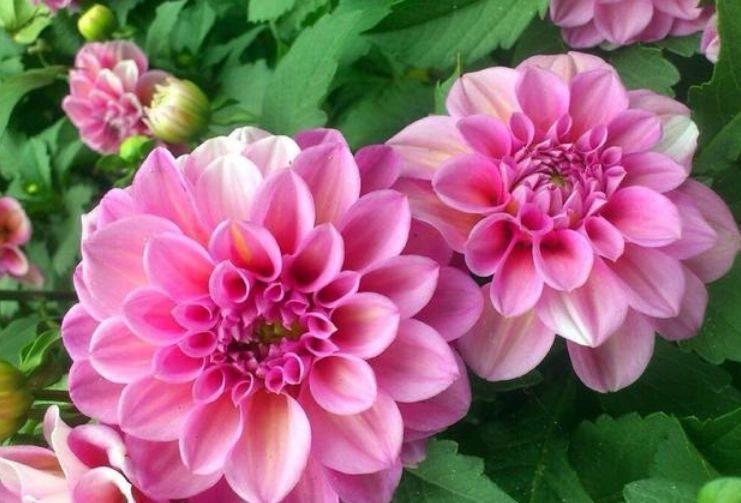 富贵|4种旺运花，吉祥添富贵，开起花来拦不住，美不胜收，你养了吗