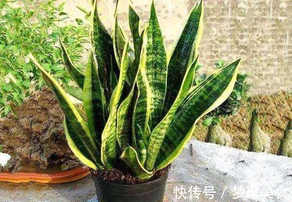 虎皮兰|养虎尾兰,一个小技巧,长得快、侧芽多、叶厚实,3个月长爆盆