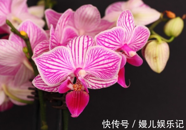 庭院|农历6月11该养什么花？这些花最适宜，颜色多而艳丽，最适合庭院