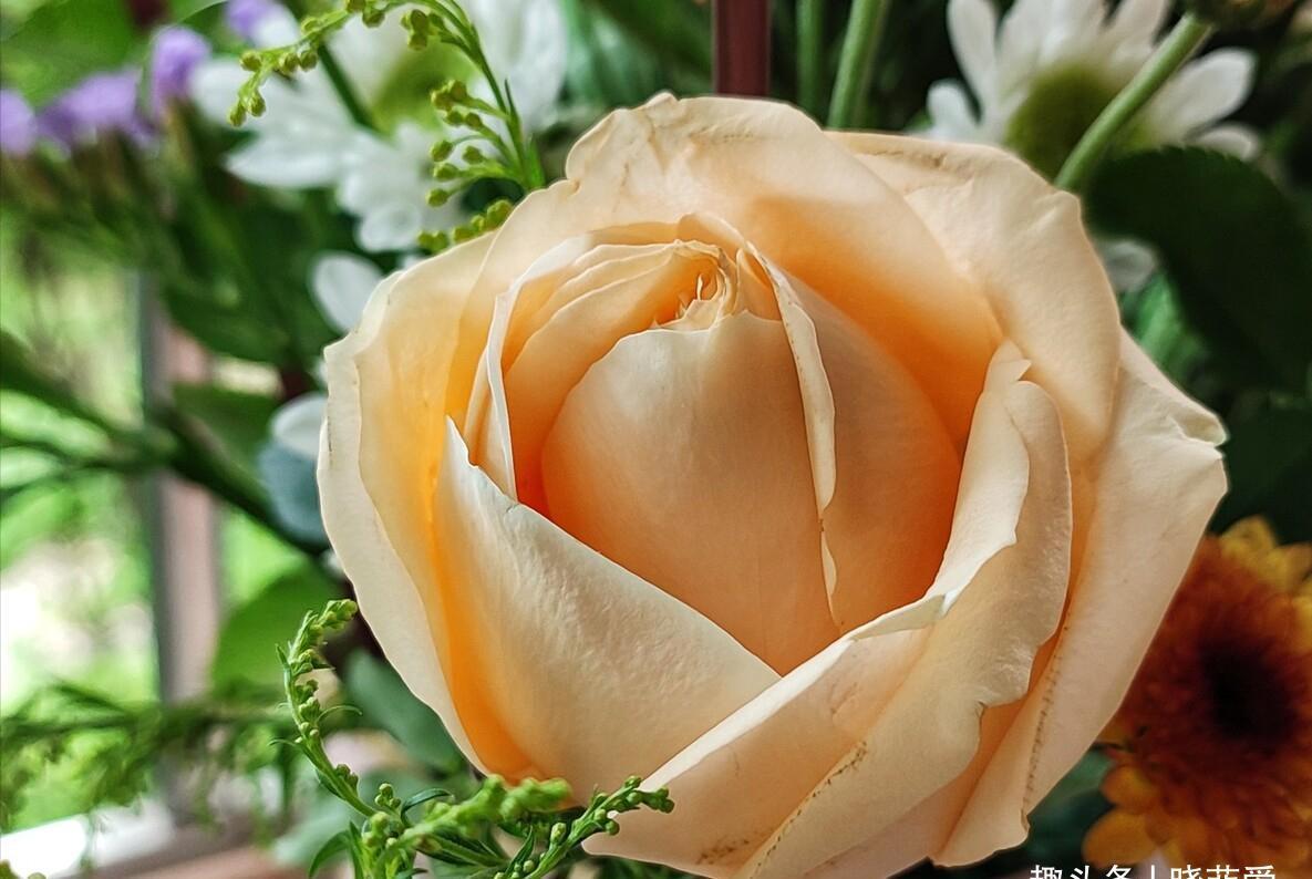 养花|5种“调味品”养花,能杀虫除菌,叶绿花艳,你用过几种?