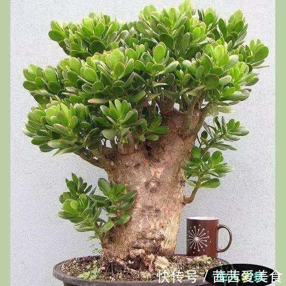 盆栽|客厅有树,十有九富!6种“富贵树”,贵气好养,旺家又吉利