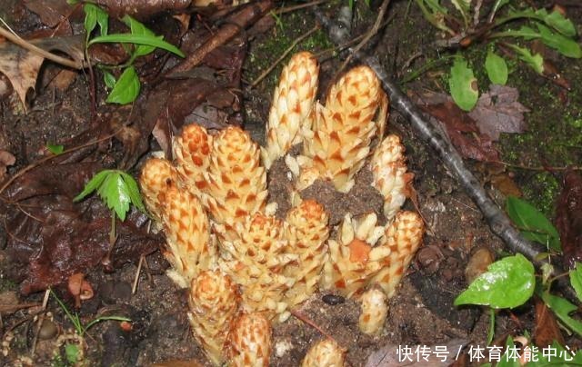 山沟1种“不老草”，爱长蒿草边，祸害农田惹人嫌，谁知是贵草药！