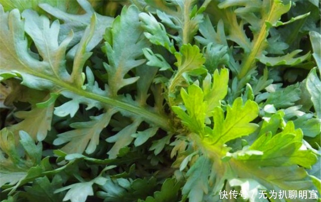 皇帝|茼蒿被称为“皇帝菜”,有什么历史缘故吗?