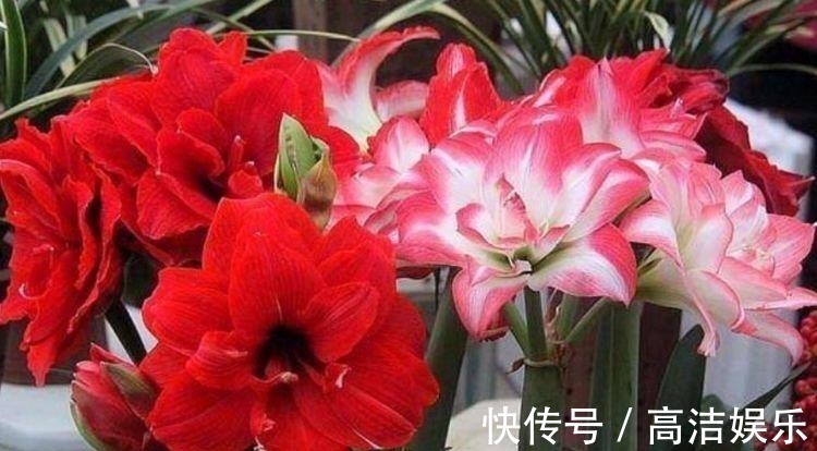 4种花一养就上瘾，沾土就活，花期长达200天，阳台养出小花园