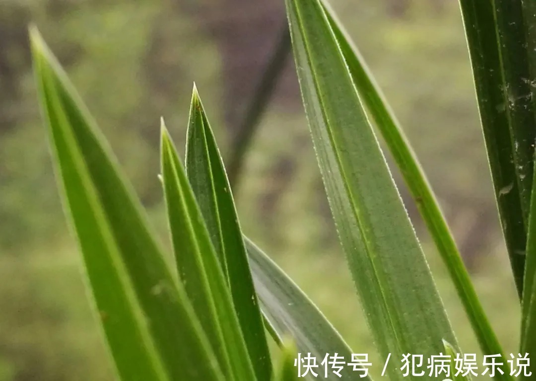 兰花|兰花僵苗怎么办?最怕这种错误判断,兰友:难怪一直不开花