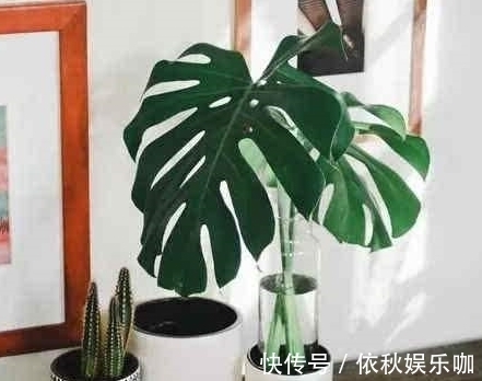 家里万万要养这五种植物,有钱人家中都爱养,难怪身体越住越健康