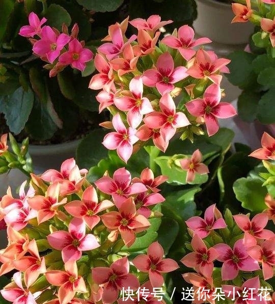 冬天如何使用“磷酸二氢钾”给长寿花促花?