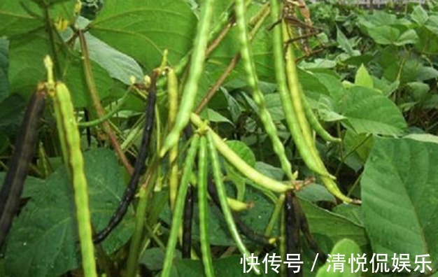 收获|绿豆产量低下,原来方法不对,掌握以下要点,收获吃不完的绿豆