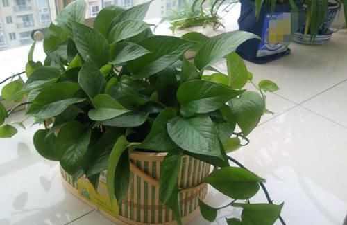 浇灌|养花:用这些“神奇水”浇灌,盆栽开花变多、叶片绿如冒油