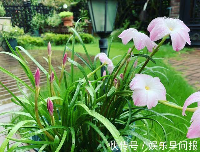 4种“懒人花”，浇点水就疯长，枝壮花多空气好，不会养花就养它