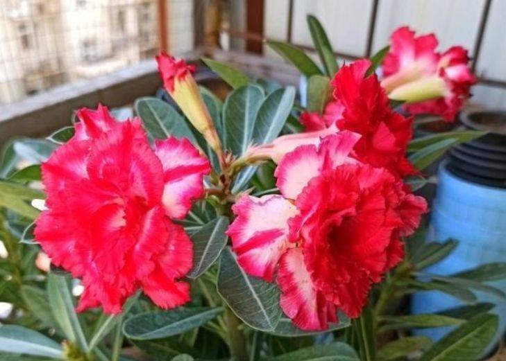 这些花养了就爆盆,好养易活开花漂亮,浇水就疯长