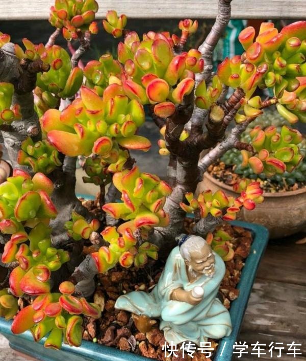 喜欢多肉，怎能不养一棵“吸财树”老桩成盆景，高端大气上档次！