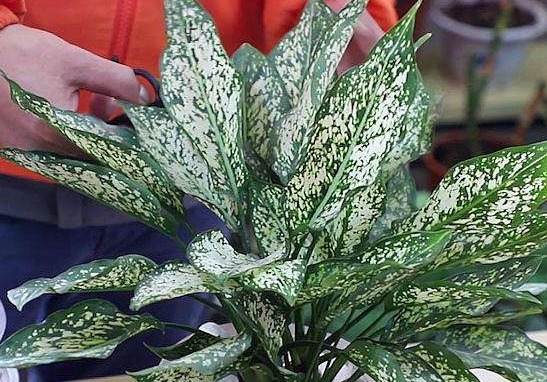 3种花一脸“富贵相”，栽上一盆，八方来财、日子过得年年有余