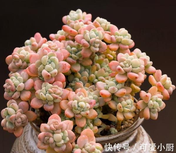 冬天养多肉劳尔,教你几个小技巧,掌握了叶片饱满,香味清新
