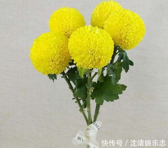 丹麦|喜欢菊花，不如养盆菊中珍品“冰盘托桂”，满地黄花，端庄秀丽