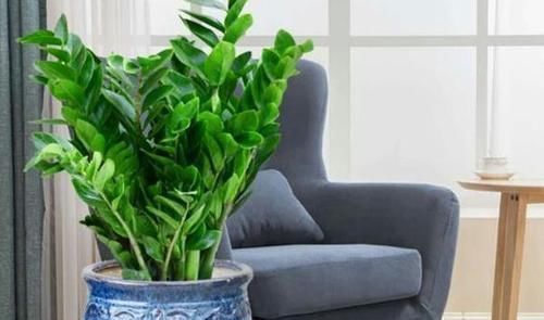 4种花卉耐旱、好养活，在家盆栽30天浇水一次，植株越长越旺