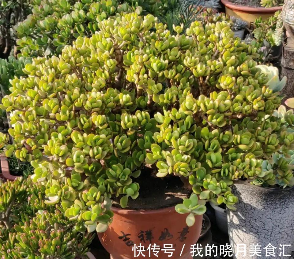 养玉树3个“控养法”,学会克制,才能长成“玉树临风”的大盆景