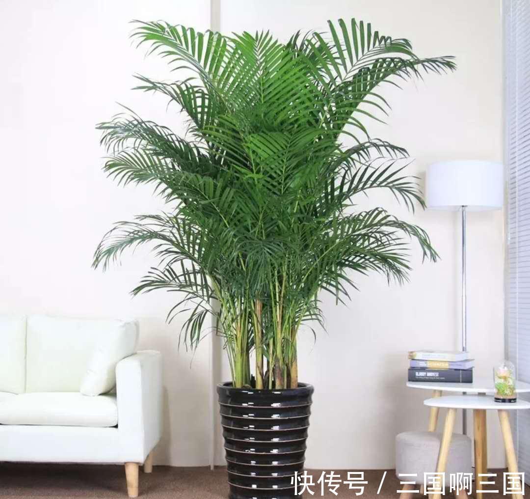 8种花“作用大”,香气满屋能泡茶,你养着花漂亮,花养着你健康