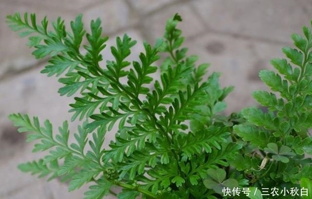 野草|农村这种野草没人要,不知是珍贵“骨碎补”,现在一斤能卖10元